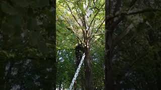 Bomberos rescataron una mascota