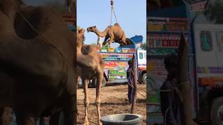 Camels loading#youtubeshorts #camel #animals #goat #ytshorts #youtube