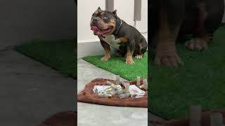 Am bully micro stud #ghawarvlogz #americanbully #doglover #shorts #viral