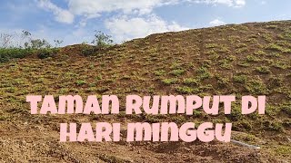 Hari minggu tanam rumput #satupanlumajangchannel