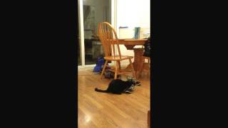 3 legged cat playing with shoe