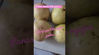 Jambu biji matang pohon #shorts