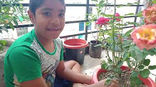 How to grow Rose Plant useful methord to grow .Step - by - Step II Rudrax Twins 🌹🌹🌹🌹