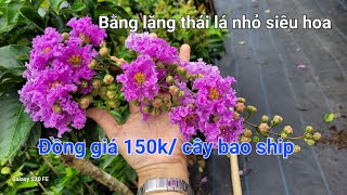 11/9- Lô bằng lăng thái lá nhỏ, siêng hoa- 0902.456.209 Nam