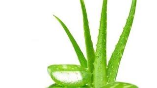 How to grow Aloe Vera plant.                                    (ایلو ویرا کا پودا کیسے لگائیں)