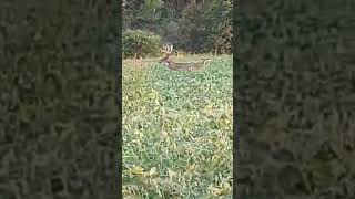 A HUGE Indiana Whitetail Buck!!! #hunting #shorts #deerhunting #deer #outdoors