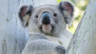 Gold Coast Koalas - Cinematic Wildlife Footage