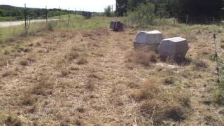 Nigerian Dwarf Bucks on the New Homestead