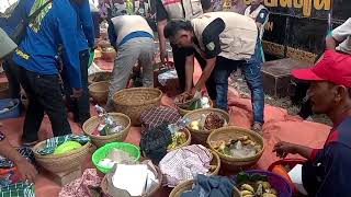 Adat Kumpul Tumpeng Mapag Sri Desa Puntang_Losarang 2024