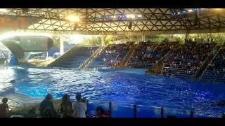 Shamu Splashing crowd