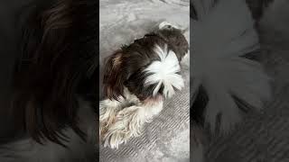 Все эмоции в глазах #видеопрособак #юмор #собаки #cute #funny #puppy #shihtzu