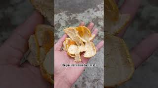 KULIT JERUK UNTUK PENGUSIR HAMA TANAMAN ||#natural #indonesia #manfaat #desa #tips #kebunku #tanaman