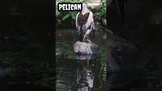 Pelican #shorts #viral #trending