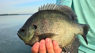 My FAVORITE Mid-Summer PANFISH RIG!!