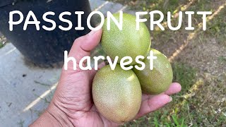 Backyard FRUIT TREES- Purple Passion Fruit@Myhomegarden-unlimited