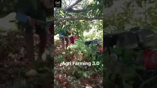 ಮಾವಿನ ತೋಟ ಕೆ ರೋಟರಿ mango tree cultivation #farming #manpowertiller #agriculture  #agriculture #rich