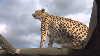 Malaika, famous cheetah climbing on our car