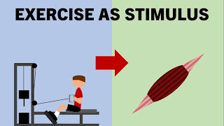 Exercise as Stimulus | Exercise Selection for Hypertrophy Training