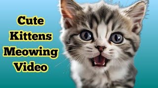 Cute cat sounds videos || Angry kitten sounds || Cat Meowing