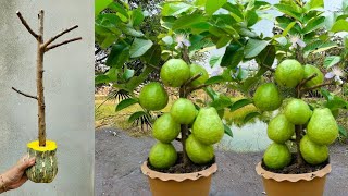 How To Graft Guava tree Tree | Guava tree Grafting Technique Can you graft a Guava tree tree?