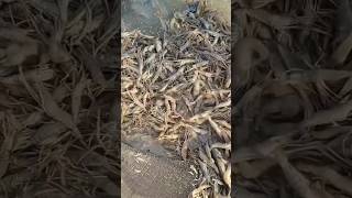 मछली पालन की विस्तृत || हार प्रकार की मछली या Prawns / Fish😮😮🙆‍♂️🙆‍♂️