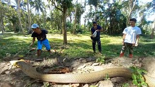 JUMBO COBRA SA TALIAN NG BAKA