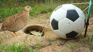 The First Creative Quail Bird Trap Make From Football With Scissors - Easy Bird Trap