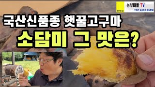 국산신품종 소담미 햇 꿀고구마를 구어먹어 봤습니다.