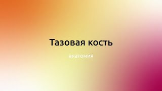 Анатомия тазовой кости (os coxae)