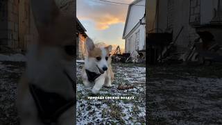 Кайфуем #корги #коржик #puppydog #puppyvideos #щеноккорги