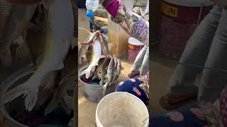 WOOW!!!Fisherman Cast Net Fishing Real Life Amazing Fishing At Countryside.(Episode 216)