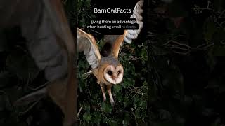 Whispers in the Night: The Barn Owl. #animals #birds #facts #nature #wildlife #shorts #sub #foryou