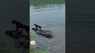 LOL Super Crazy Funny Dogs Moments Try Not To Laugh Funny Dogs Shorts 🐶😂😂 -EPS1123 #funnydogs