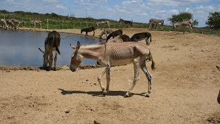 Brazil: Gabriel's Story