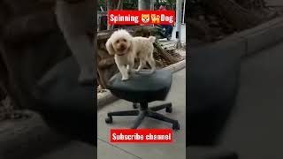 Cute spinning dog 🐶🐕 #animals #youtube #viral #shorts #shortsfeed #dog