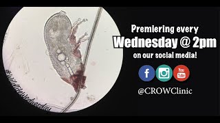 Wildlife Wednesday - Ep.24: Parasites