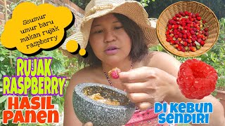 RUJAK RASPBERRY PERDANA HASIL PANEN DI KEBUN SENDIRI DI INGGRIS