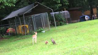 Simply adorable..Serval and Lynx kitten playing with a black buck antelope at North Georgia Zoo