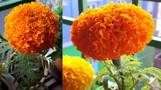 ইন্কা গাদার ছোটো থেকে বড় হওয়া। The slow growth of marigold from bud to complete flower🏵