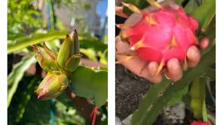 Growing Dragon fruits in North Carolina.@Myhomegarden-unlimited