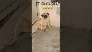 अब में सो रहा हूँ 😂 #dog #pug #doglover #pets #puppy #viralvideo #youtubeshorts#shortsfeed #shorts