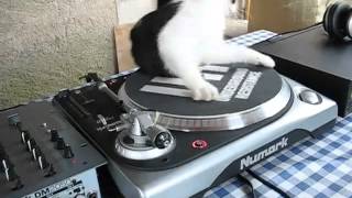 Cat vs Turntable - Vinyl !