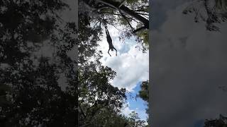 Jumping from the Trees!