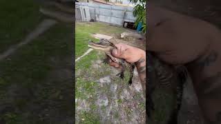 Man FEEDING ALIGATOR GETS FINGER RIPPED RIGHT OFF BLOOD EVERYWHERE WARNING GRAPHIC CONTENT