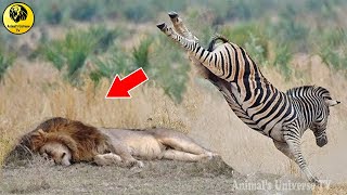 Amazing Zebra vs Predator Attacks - Wild Animal Fights Caught On Camera