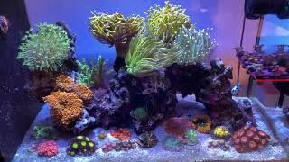 Fluval Evo 13.5G Reef Aquarium Marine Tank LPS & Soft Coral AI Prime 16HD