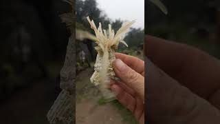 Alien Sea Species Alive & Well | Barnacle Looked Dead But Wasn't & Now It Grows a Mohawk