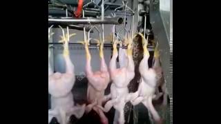 Automatic poultry|chicken|birds slaughter machine|processing line for 1500pcs per hour