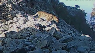 چیرۆکی پڵنگێکی بریندار لە کوردستان Story of Injury Leopard in Kurdistan - قصة اصابة النمر في كردستان