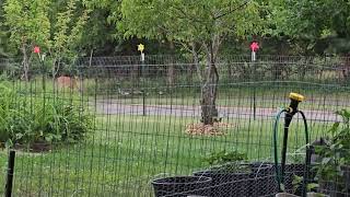 Deer and geese munching on wild mulberries